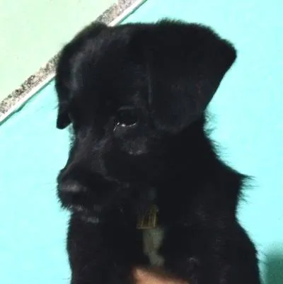 Cachorro ra a RND idade 2 a 6 meses nome Aquiles 