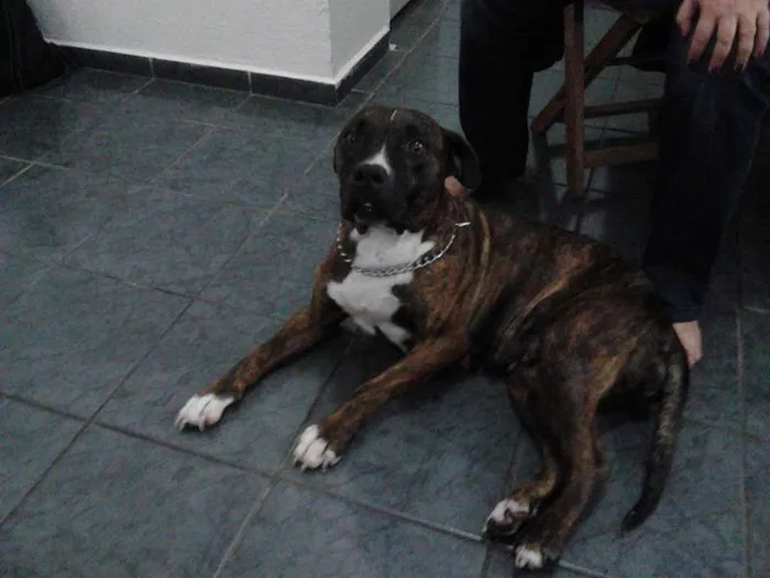 Cachorro ra a Pit-Bull idade  nome Jade