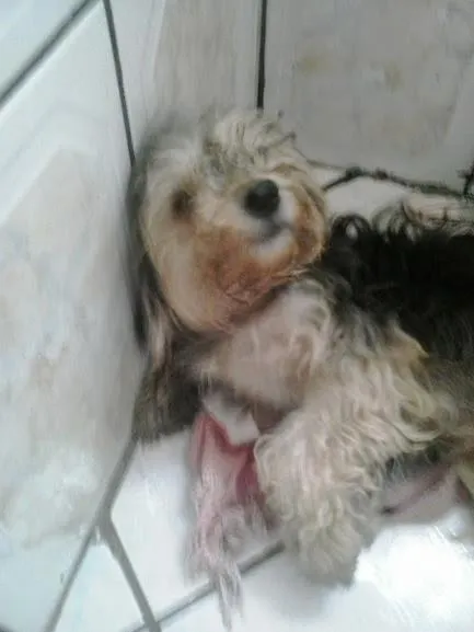 Cachorro ra a Poodle idade 3 anos nome Thayllor