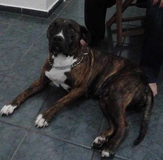 Cachorro ra a Pit-Bull idade  nome Jade