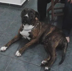 Cachorro raça Pit-Bull idade  nome Jade