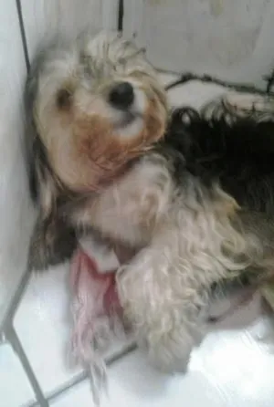 Cachorro raça Poodle idade 3 anos nome Thayllor