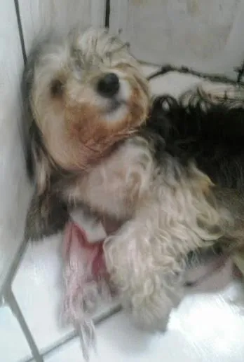 Cachorro ra a Poodle idade 3 anos nome Thayllor