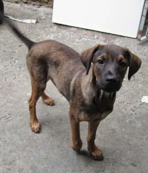 Cachorro raça SRD idade 2 a 6 meses nome ZEUS