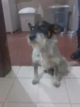 DOGUINHO