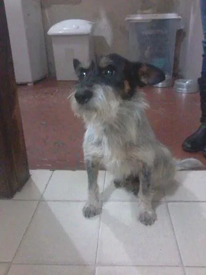 Cachorro ra a  idade 6 ou mais anos nome DOGUINHO