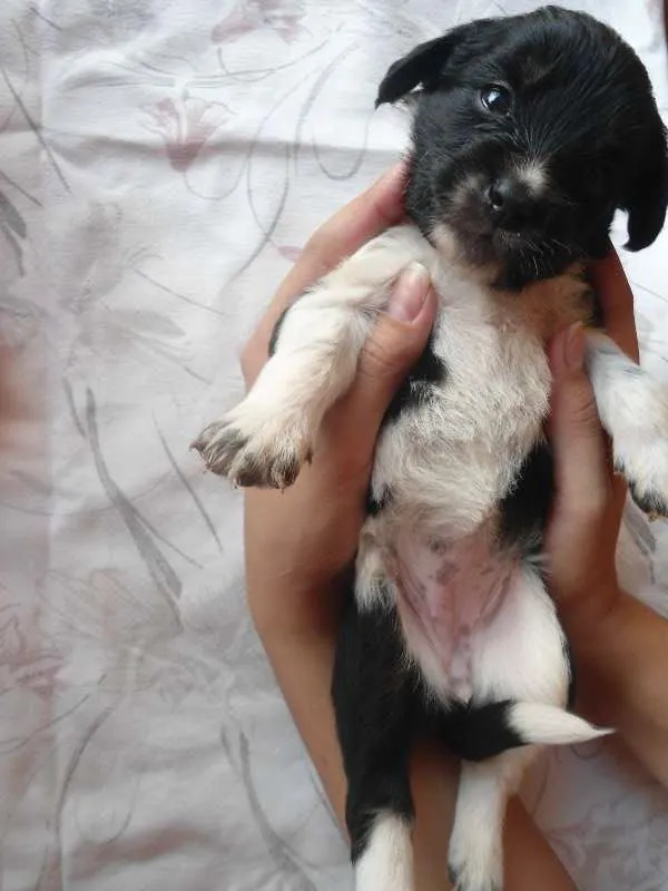 Cachorro ra a SRD idade Abaixo de 2 meses nome Sem nome