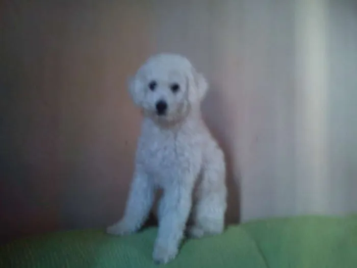 Cachorro ra a Poodle idade 6 ou mais anos nome Max
