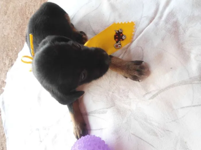 Cachorro ra a SRD idade Abaixo de 2 meses nome Sem nome