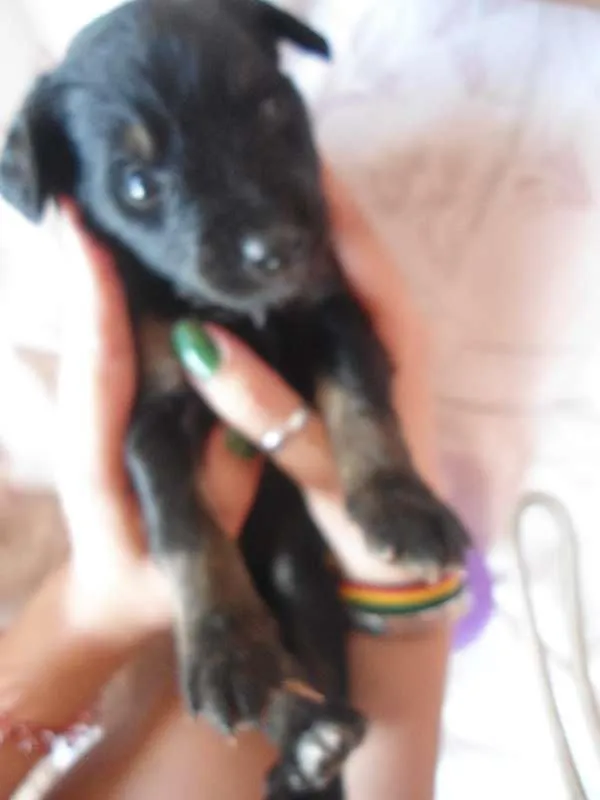 Cachorro ra a SRD idade Abaixo de 2 meses nome Sem nome