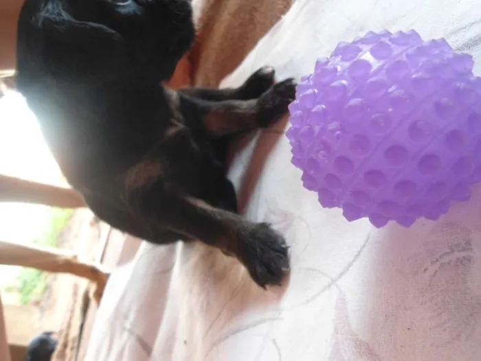 Cachorro ra a SRD idade Abaixo de 2 meses nome Sem nome