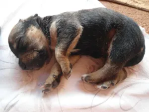 Cachorro raça SRD idade Abaixo de 2 meses nome Sem nome