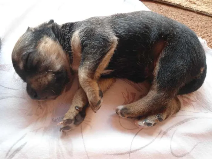 Cachorro ra a SRD idade Abaixo de 2 meses nome Sem nome