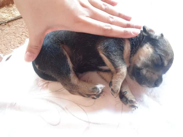 Cachorro ra a SRD idade Abaixo de 2 meses nome Sem nome