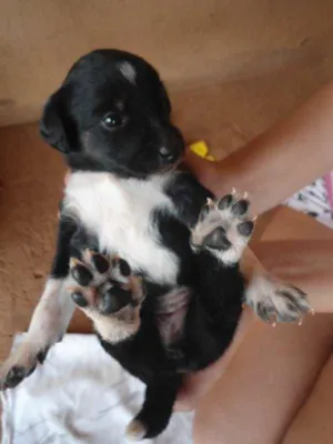 Cachorro raça SRD idade Abaixo de 2 meses nome Sem nome