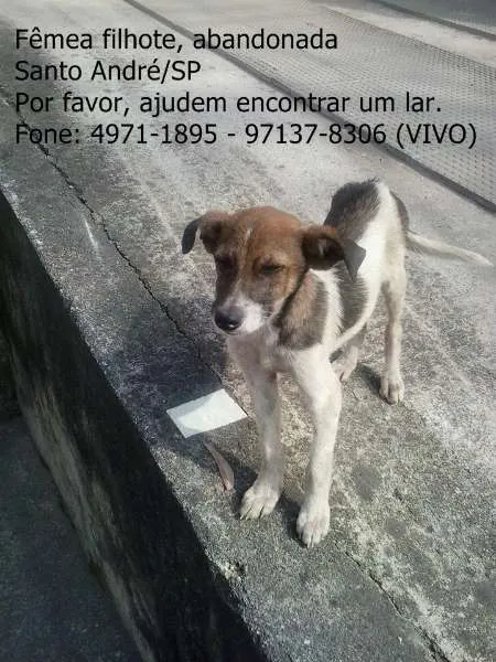 Cachorro ra a  idade 2 a 6 meses nome Fofolete