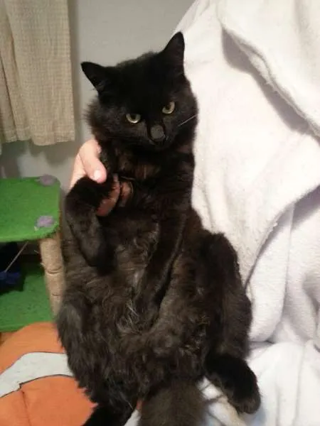 Gato ra a SRD idade 7 a 11 meses nome RUBI