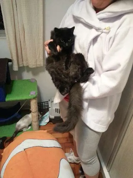 Gato ra a SRD idade 7 a 11 meses nome RUBI