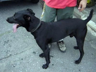 Cachorro ra a VIRA LATA idade 3 anos nome TOTO
