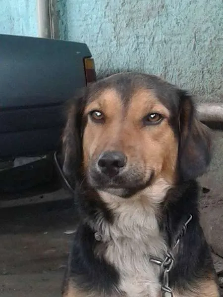 Cachorro ra a não definida idade 1 ano nome princesa