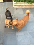 BELA E TOBY