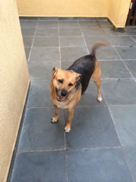 Cachorro ra a SRD idade 3 anos nome BELA E TOBY