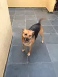 BELA E TOBY