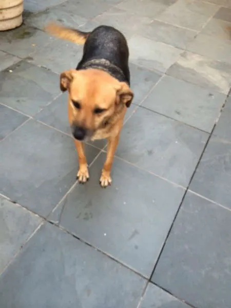 Cachorro ra a SRD idade 3 anos nome BELA E TOBY