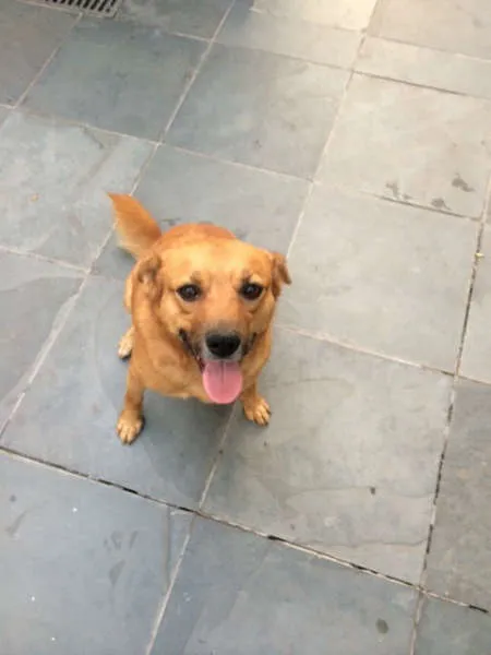 Cachorro ra a SRD idade 3 anos nome BELA E TOBY