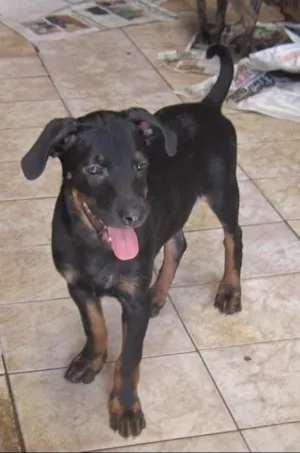 Cachorro raça SRD idade 2 a 6 meses nome Thor