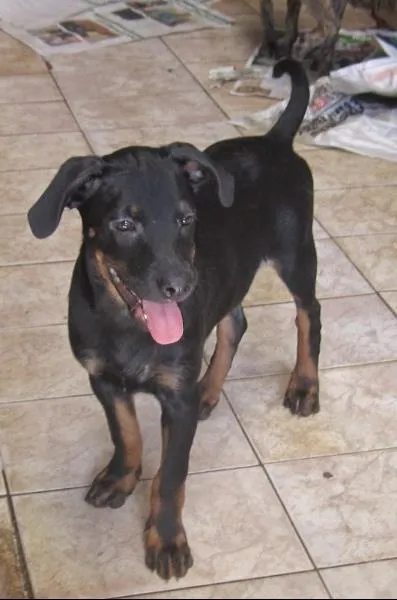 Cachorro ra a SRD idade 2 a 6 meses nome Thor