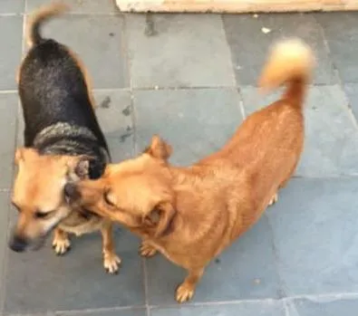 Cachorro ra a SRD idade 3 anos nome BELA E TOBY