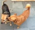 BELA E TOBY