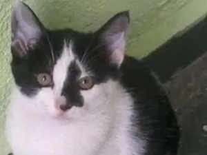 Gato raça SRD idade 2 a 6 meses nome nene