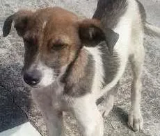 Cachorro ra a  idade 2 a 6 meses nome Fofolete