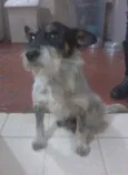 DOGUINHO