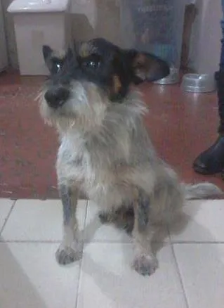Cachorro ra a  idade 6 ou mais anos nome DOGUINHO