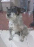 DOGUINHO