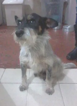 Cachorro raça  idade 6 ou mais anos nome DOGUINHO