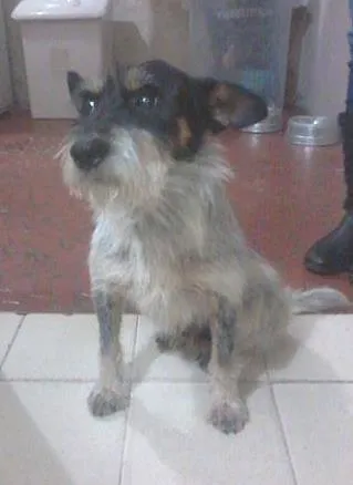 Cachorro ra a  idade 6 ou mais anos nome DOGUINHO
