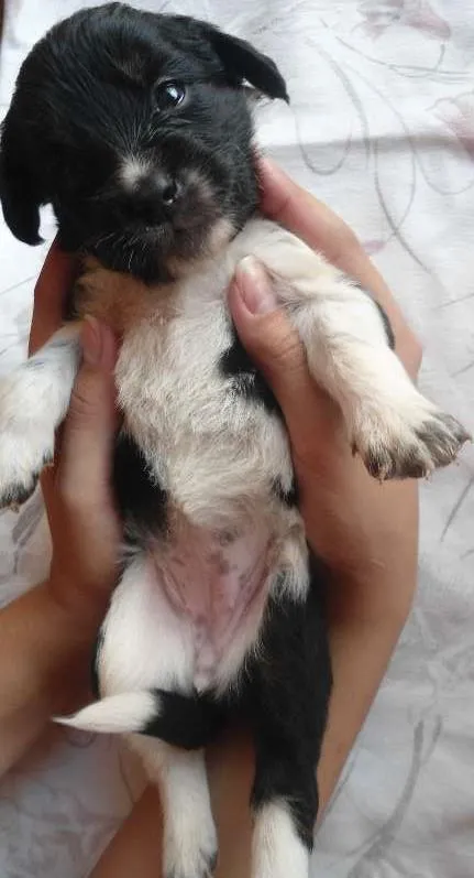 Cachorro ra a SRD idade Abaixo de 2 meses nome Sem nome