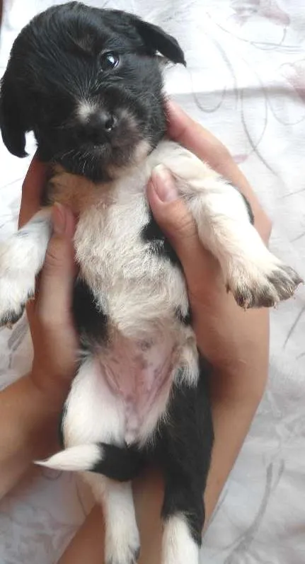 Cachorro ra a SRD idade Abaixo de 2 meses nome Sem nome