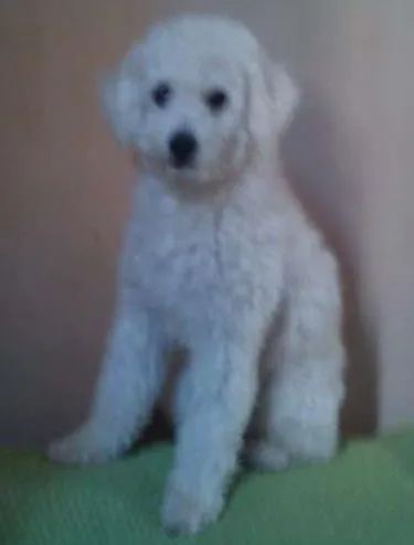 Cachorro ra a Poodle idade 6 ou mais anos nome Max