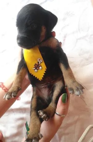 Cachorro raça SRD idade Abaixo de 2 meses nome Sem nome