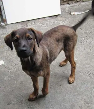 Cachorro raça SRD idade  nome Zeus