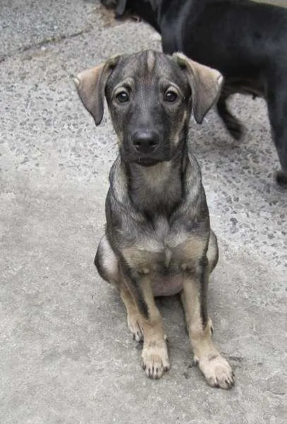 Cachorro ra a SRD idade  nome Naya
