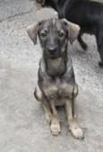 Naya