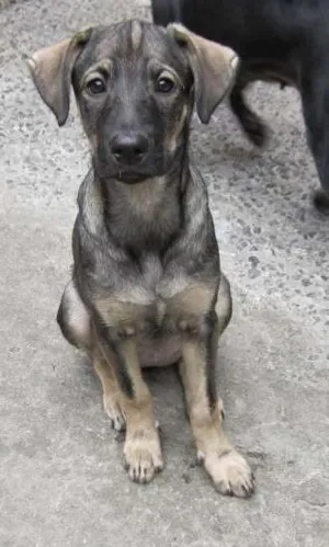 Cachorro raça SRD idade  nome Naya