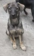 Naya