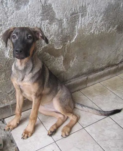 Cachorro ra a SRD idade  nome Mila